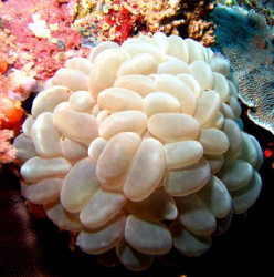 Coral by Adrian Newell 